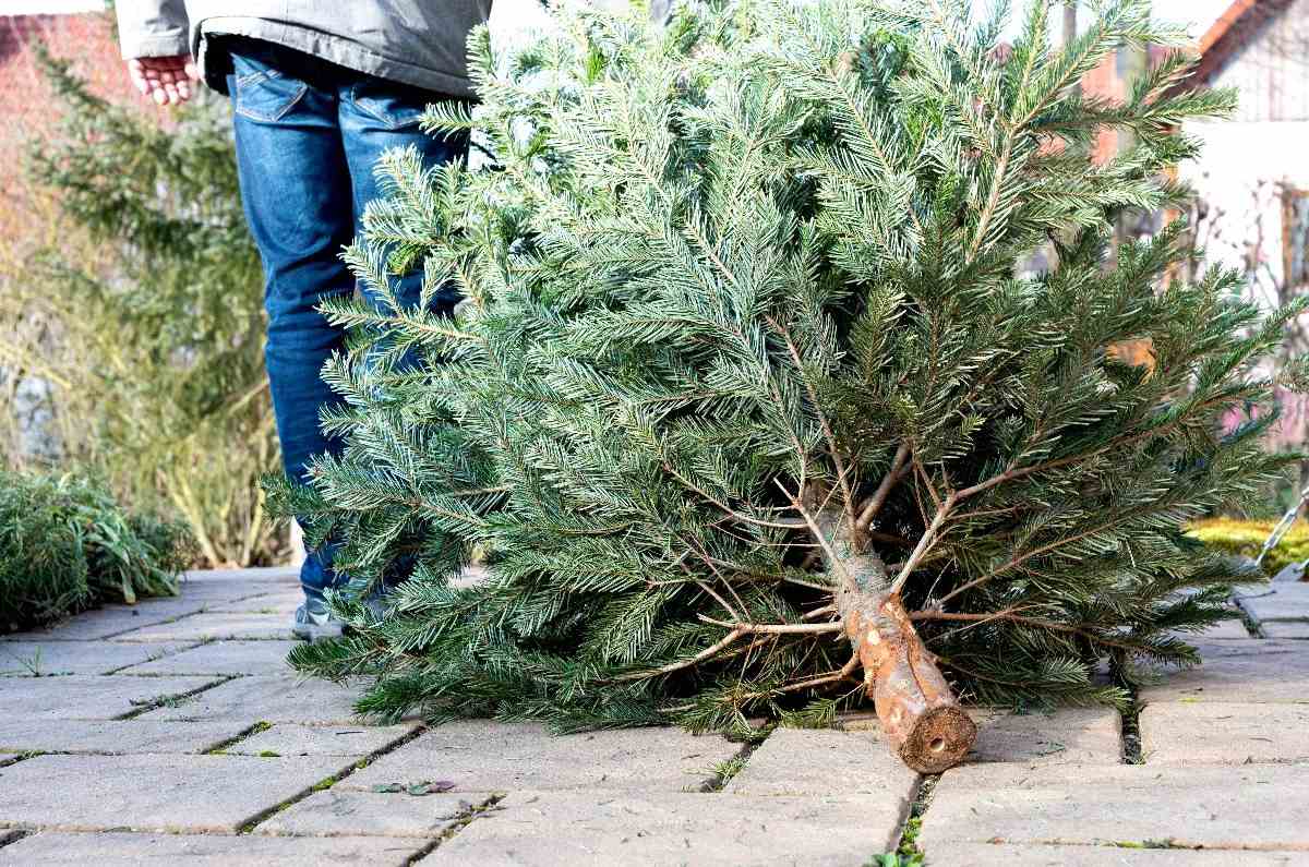 reciclar árbol de navidad natural