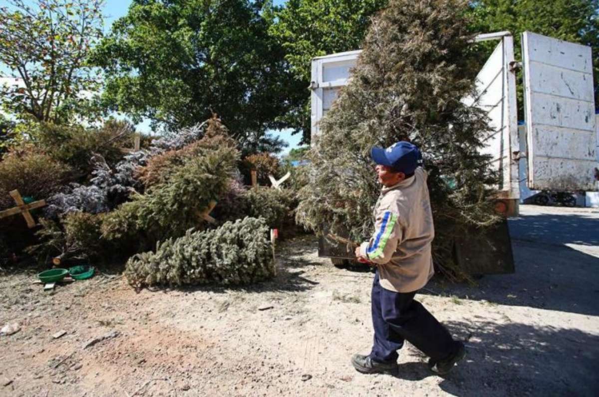 Replantarlo en el jardín si es que está en una maceta.