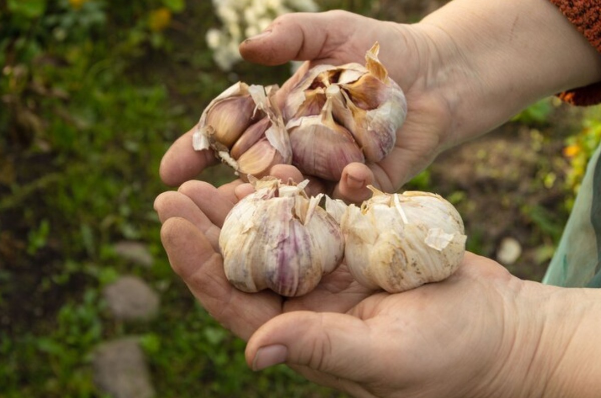 Cómo cultivar ajos de manera sencilla