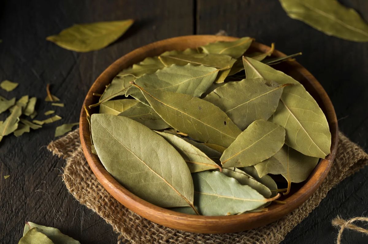 6. Despejo de las Vías Respiratorias: Si sufres de congestión nasal o problemas respiratorios, no es necesario quemar las hojas de laurel. En su lugar, sumerge las hojas en agua caliente y respira el aroma liberado por la infusión. Esto ayudará a eliminar la mucosidad y la flema, aliviando la incomodidad respiratoria.