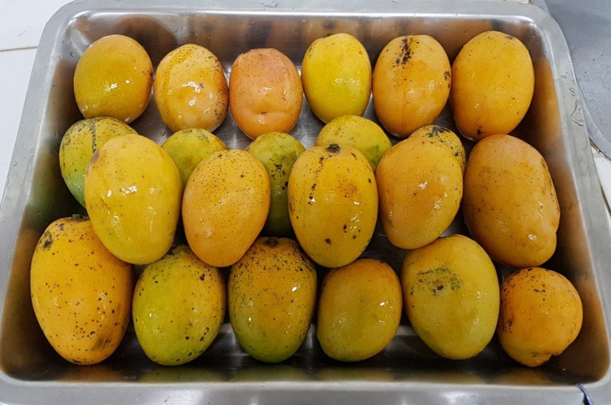 El color: Estamos acostumbrados a seleccionar la fruta por su color. Dependiendo del tono que posea, este nos indicará en qué momento se encuentra, por ejemplo, si está más verde o más dulce. Sin embargo, en el caso del mango este punto apenas nos indica nada, así que no debemos prestarle demasiada atención.