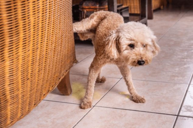 Truco fácil para evitar que los perros orinen las patas de las sillas y sillones