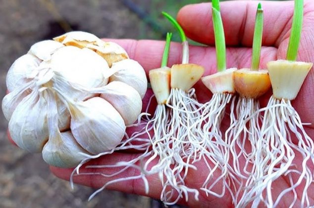 Aprende cómo cultivar ajos en maceta desde una cabeza de ajo