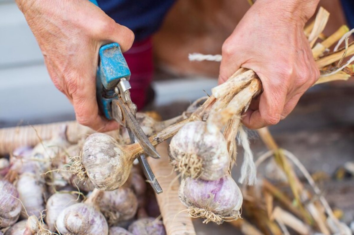 cómo cultivar ajo para que nunca te falte en casa