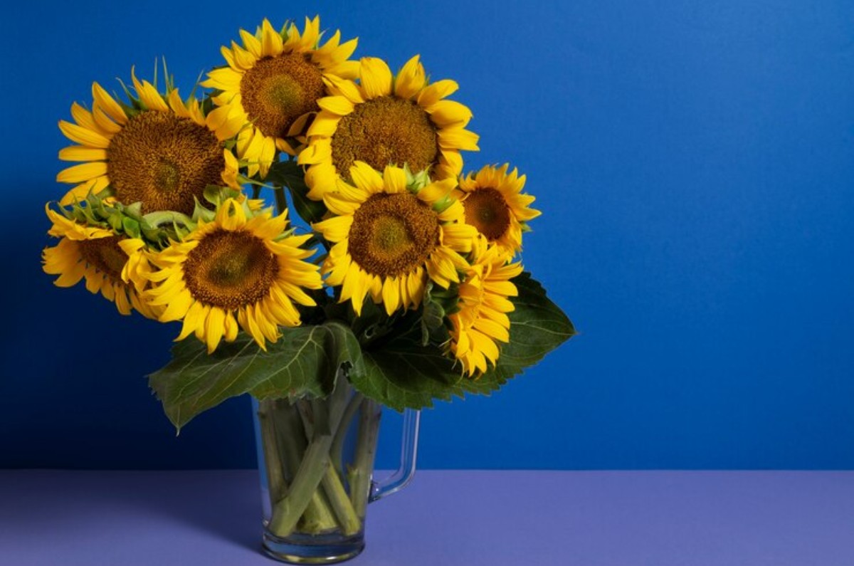 Qué significa que te regalen girasoles