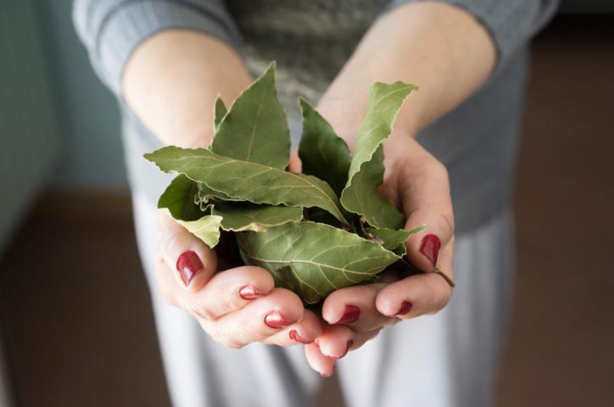 1. Alivio de la Ansiedad y el Estrés: El laurel contiene compuestos químicos como el linalol, que al ser inhalados cuando se quema la hoja, tienen un efecto calmante en el cuerpo y la mente. Para aprovechar este beneficio, puedes quemar hojas de laurel en un recipiente seguro y permitir que el humo se disperse en la habitación. Respira profundamente y deja que el aroma te relaje durante al menos 10 minutos.