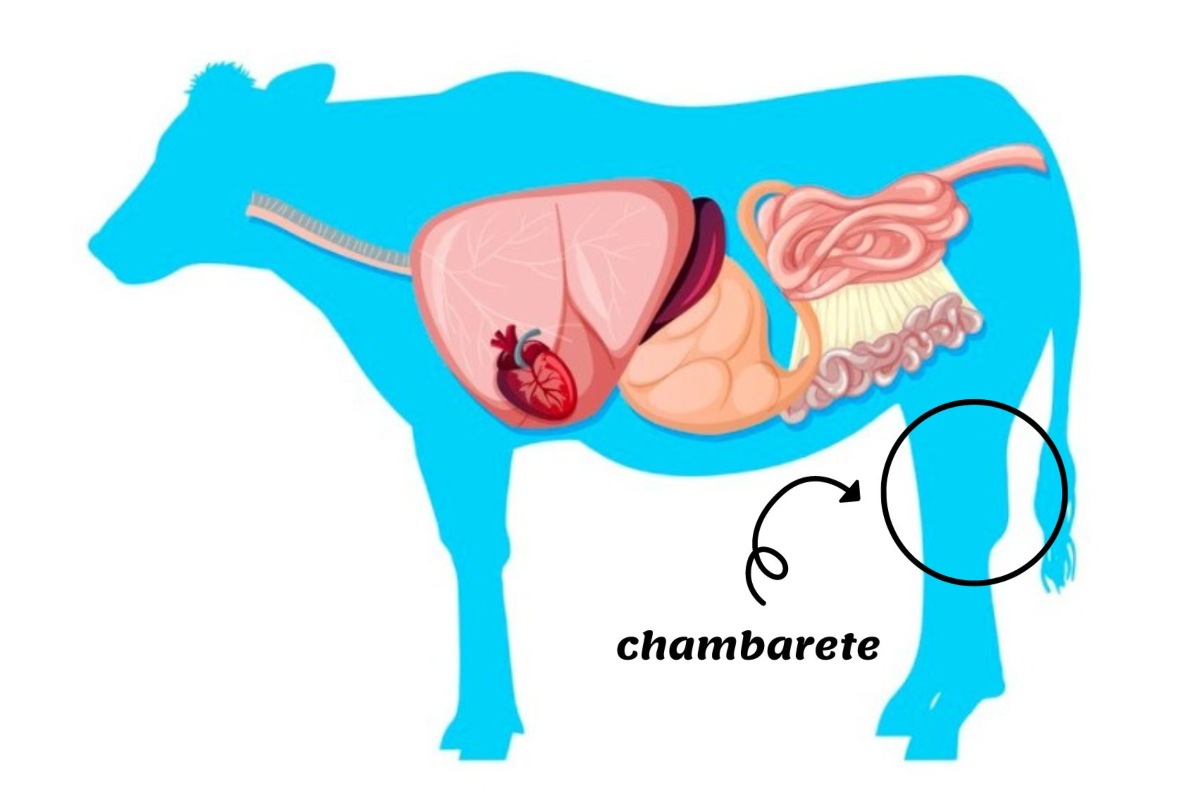 ¿Qué parte de la res es el chambarete y cuál es su aporte nutricional?