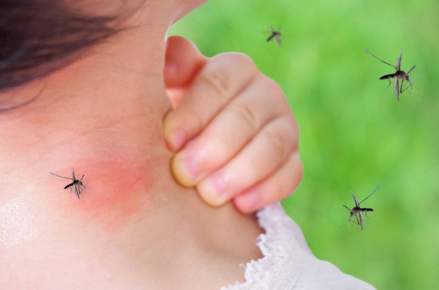 ¿Cómo evitar que los mosquitos te piquen por la noche? 9 remedios caseros