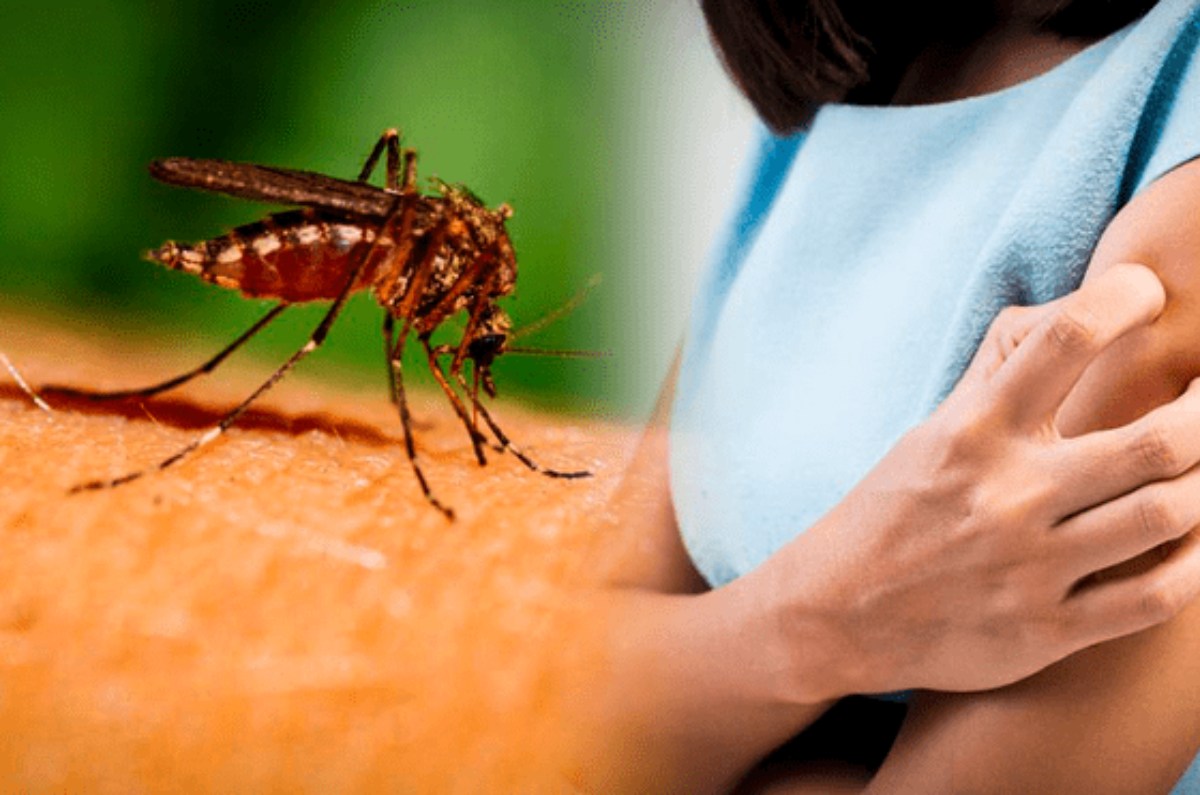 mosquitos