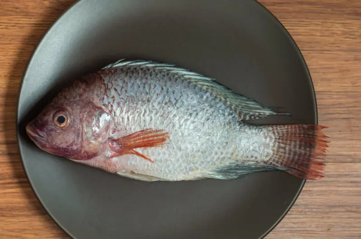 MOJARRA
