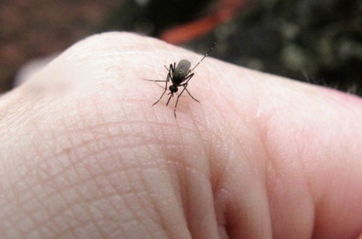 4. Utilice una trampa para mosquitos