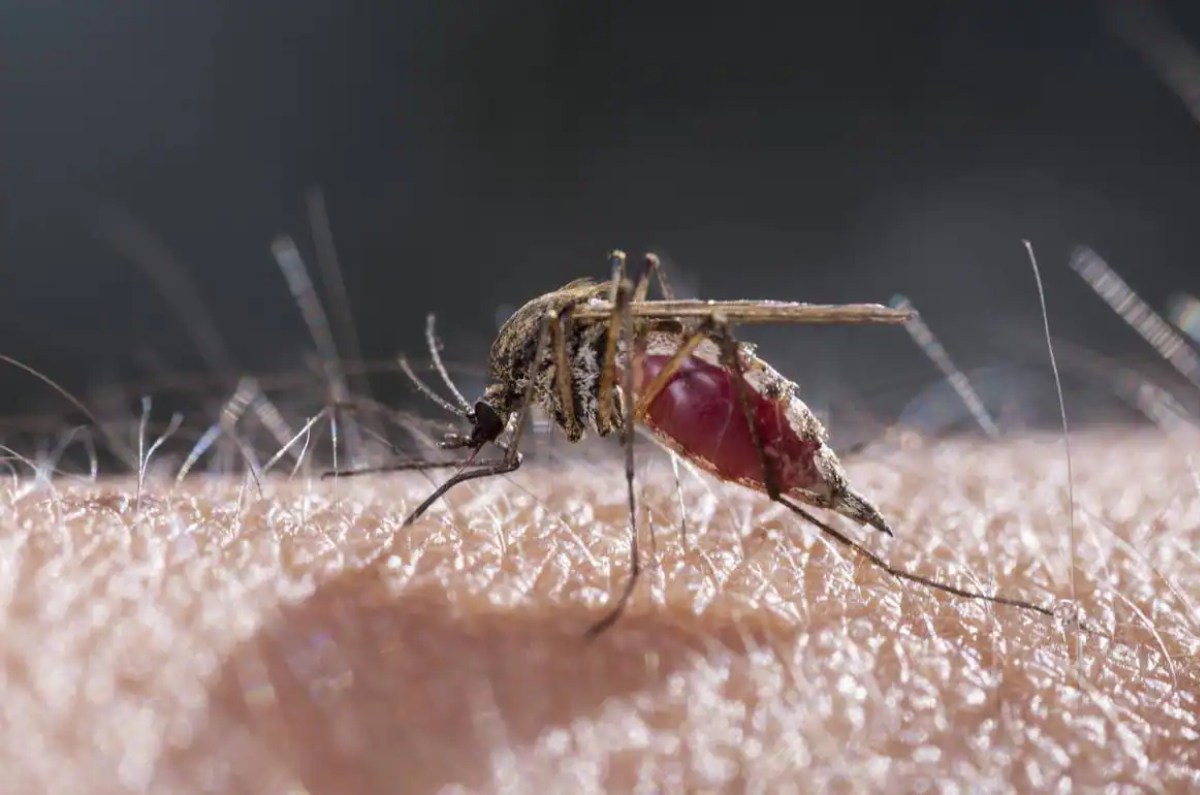 2. Utilice un repelente de mosquitos