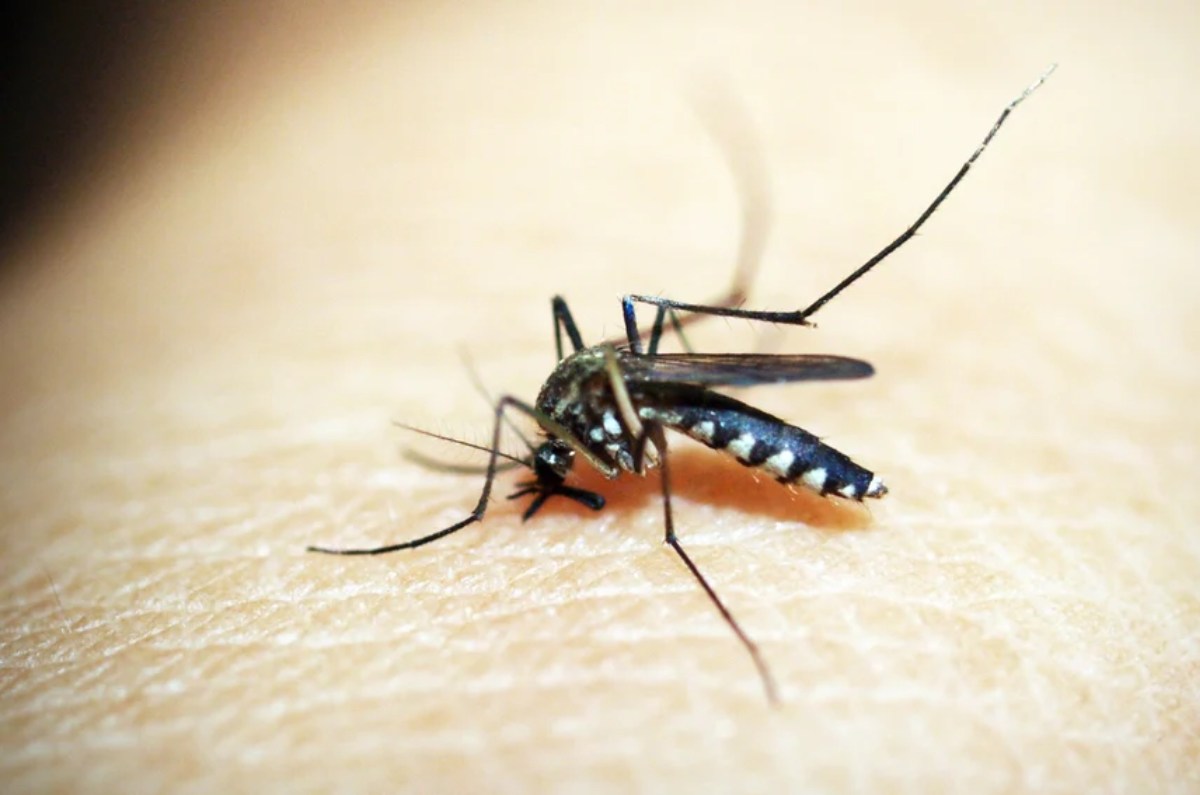 1. Utilice un ventilador