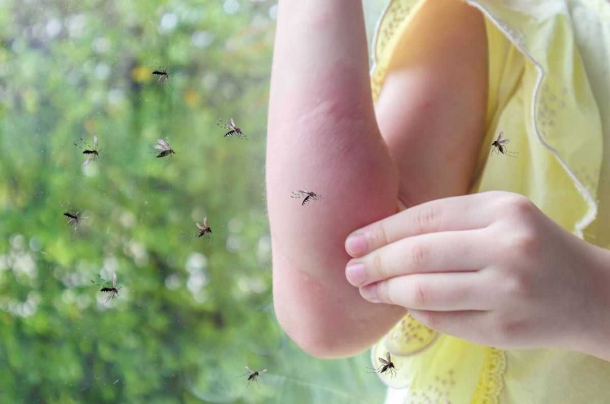 6. Utilice una mosquitera