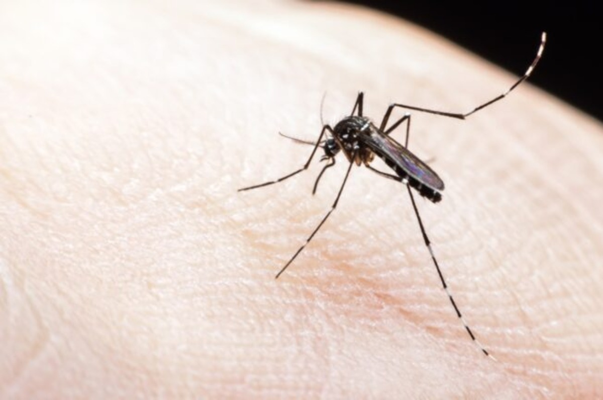 5. Utilice plantas repelentes de mosquitos