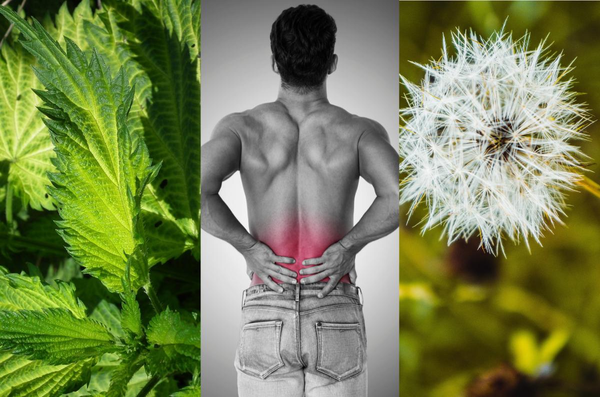 plantas medicinales que limpian los riñones
