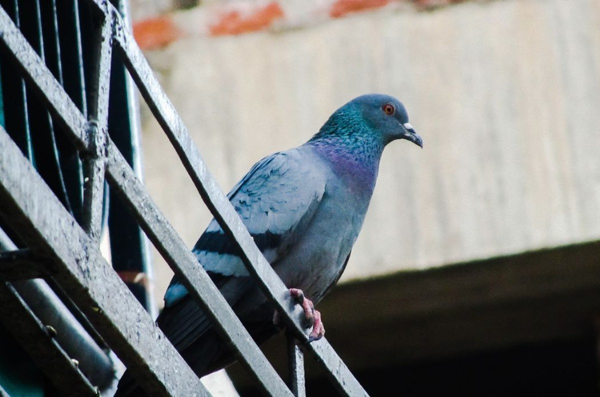 cómo ahuyentar palomas