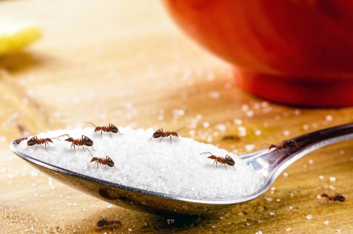 Harina de maíz. Este producto, además de interrumpir los rastros de olor de las hormigas, provoca lo muerte de los insectos que lo ingieren, ya que son incapaces de digerirlo.