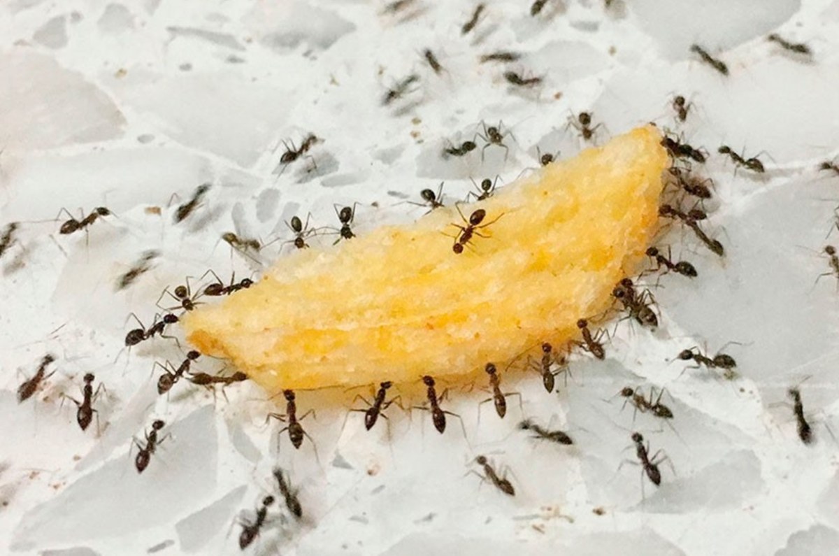 Jugo de limón. Estos insectos no son nada amigos de este fruto, ya que perturba su sentido de la orientación. Rocíalo por las zonas donde veas hormigas.