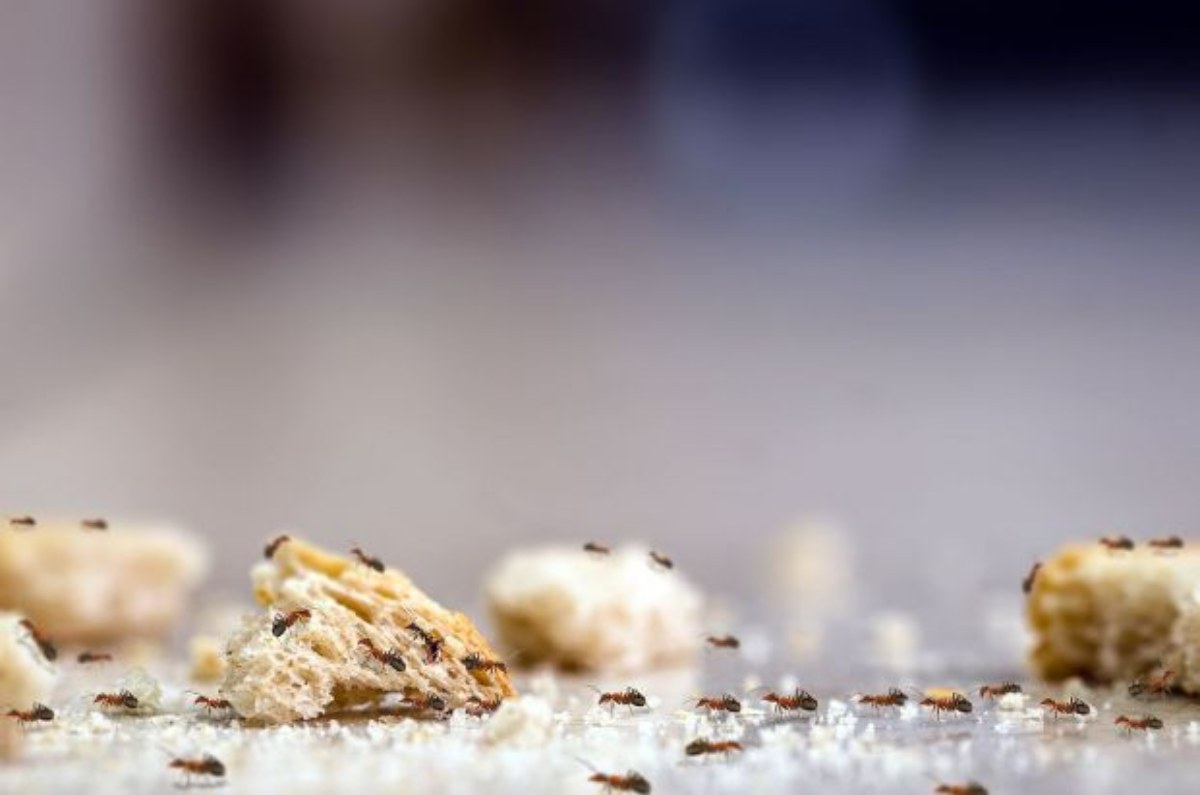 Vinagre (mezclado con agua a partes iguales). Otro líquido que las hormigas aborrecen. Su fuerte olor te ayudará a repelerlas. Además, el vinagre elimina los rastros de olor que utilizan estos insectos para moverse, por lo que es muy eficaz. Espárcelo por los rincones y zonas en las que veas hormigas, prestando especial atención a las encimeras, fregadero y ventanas.