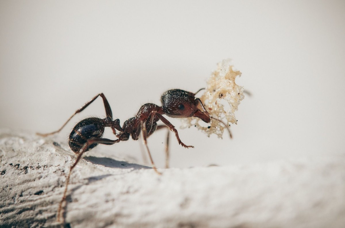 Granos de café. El olor que desprenden actúa como un repelente para las hormigas. Colócalos en puntos estratégicos, como el jardín y alrededor de la parte exterior de tu casa.