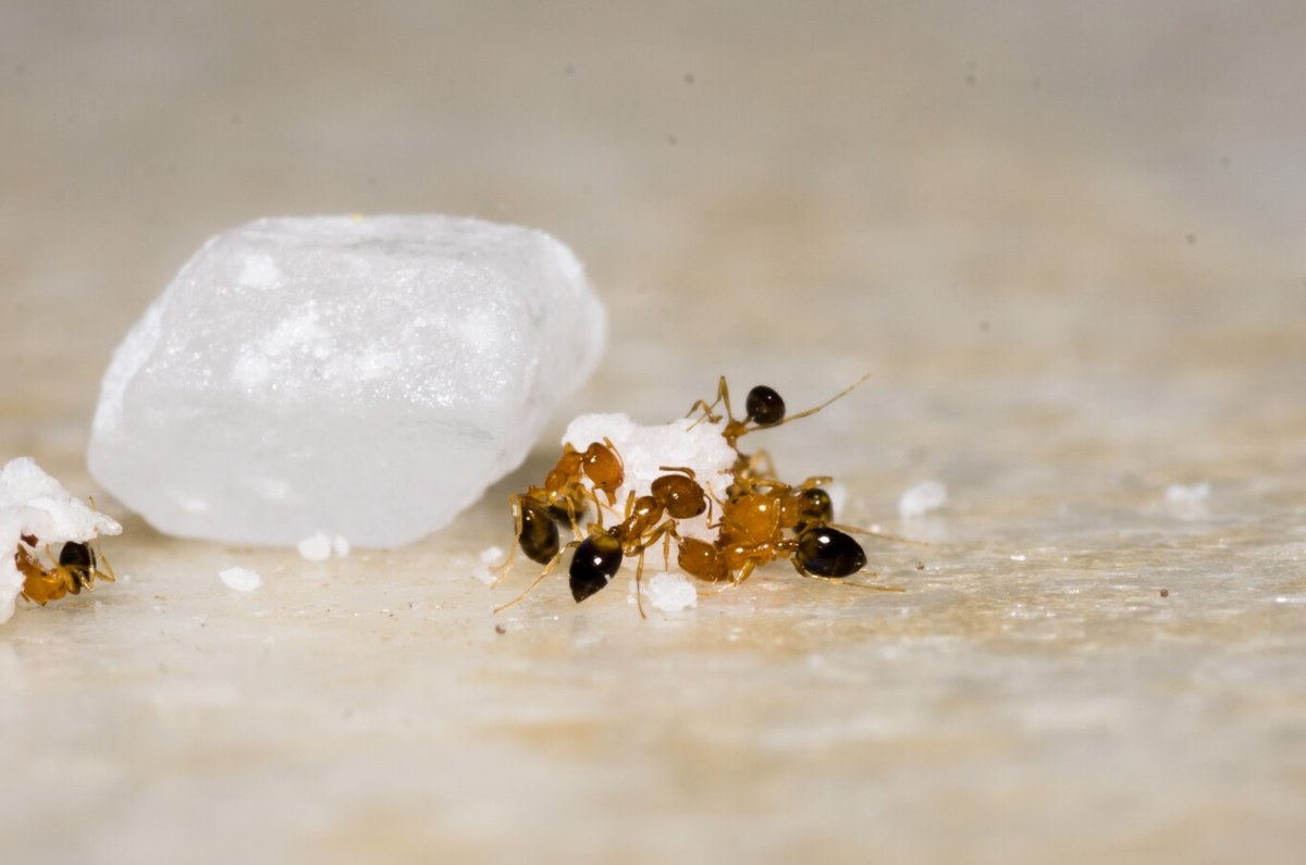 Cáscaras de pepino y cítricos. Las hormigas las evitan, ya que al descomponerse se vuelven tóxicas para ellas.