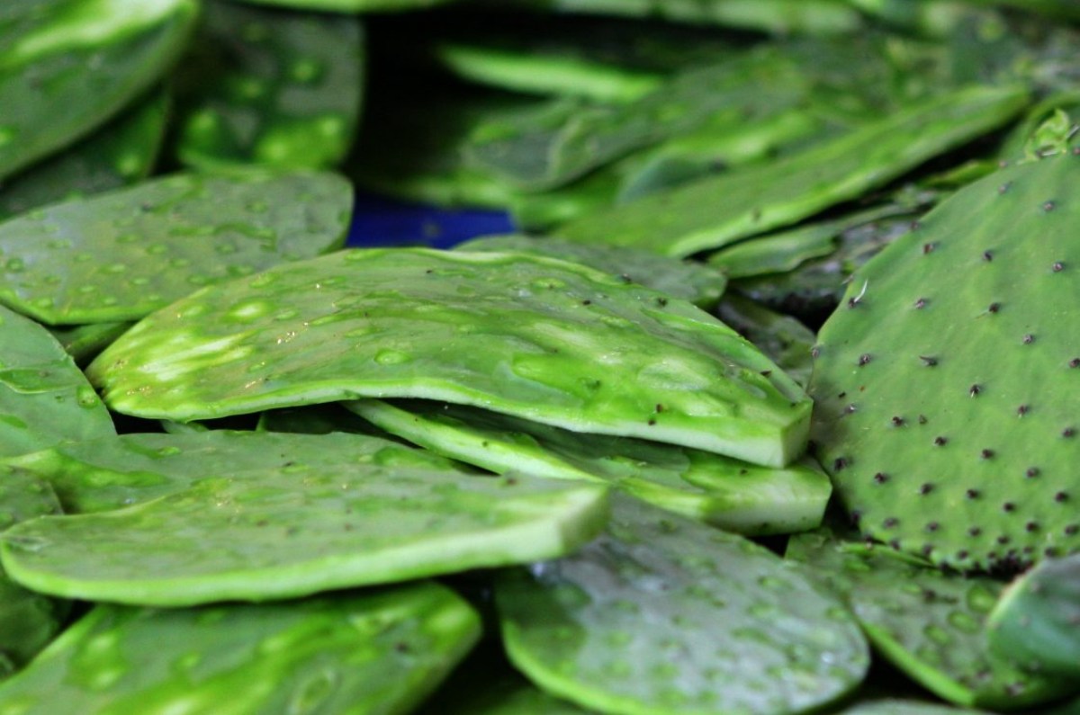 Lo primero que debes tener en cuenta, es comprar un nopal que se encuentre en perfecto estado, con un tono verde uniforme. 