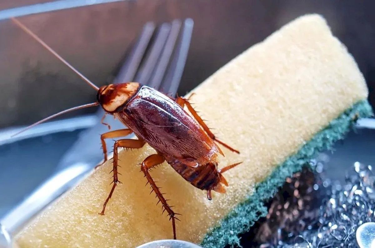Mezcla casera para trapear el piso y alejar las cucarachas de la cocina