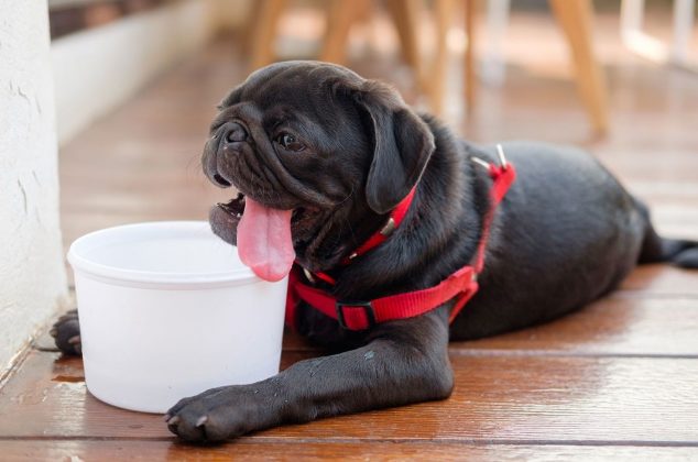 10 tips para mantener tu perro fresco esta temporada de calor