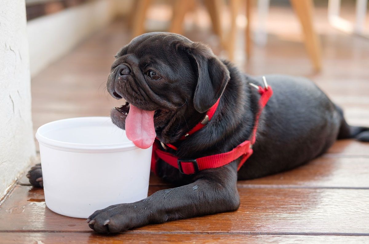 Tips para cuidar a tu perro en temporada de calor