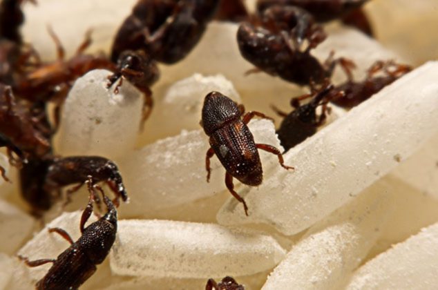 Cómo utilizar hojas de laurel para prevenir gorgojos en tu alacena