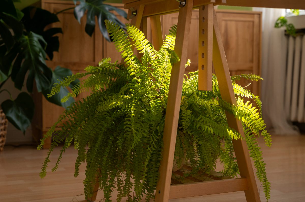 plantas que absorben el calor