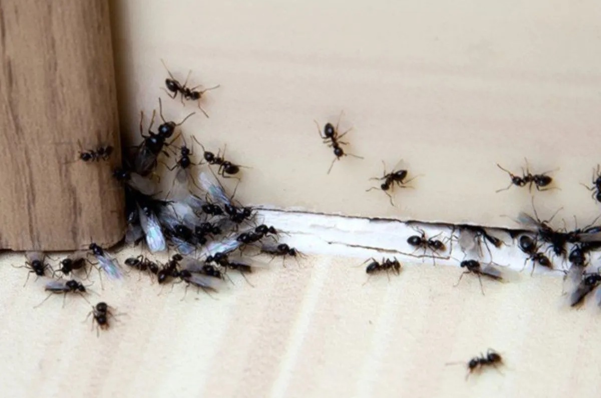 Bórax. Mézclalo con agua y azúcar y esparce la pasta que se crea en los rincones donde veas hormigas.