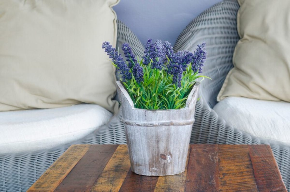 Lavanda, flor de sol para el balcón, jardín o terraza