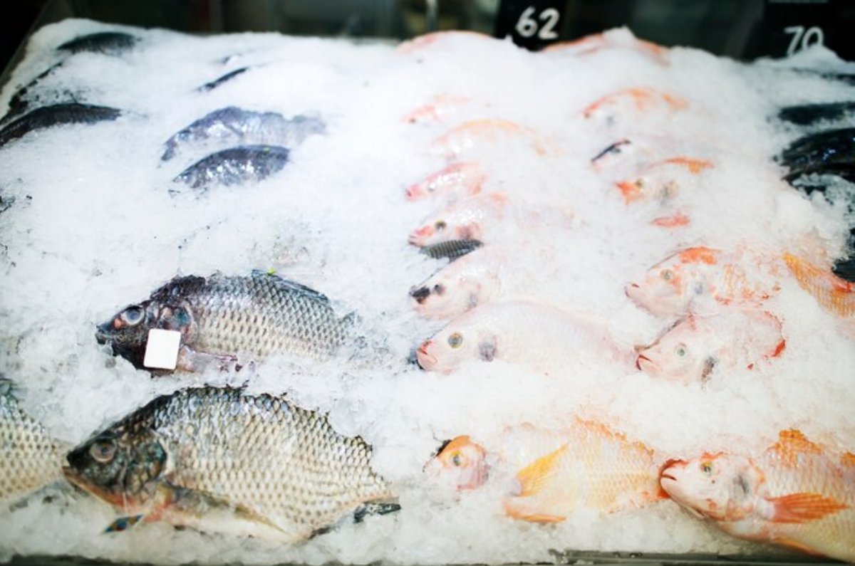 Un pescado saludable debe ser bien refrigerado