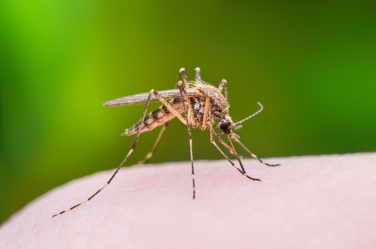 Trampa casera para acabar con los mosquitos en la noche