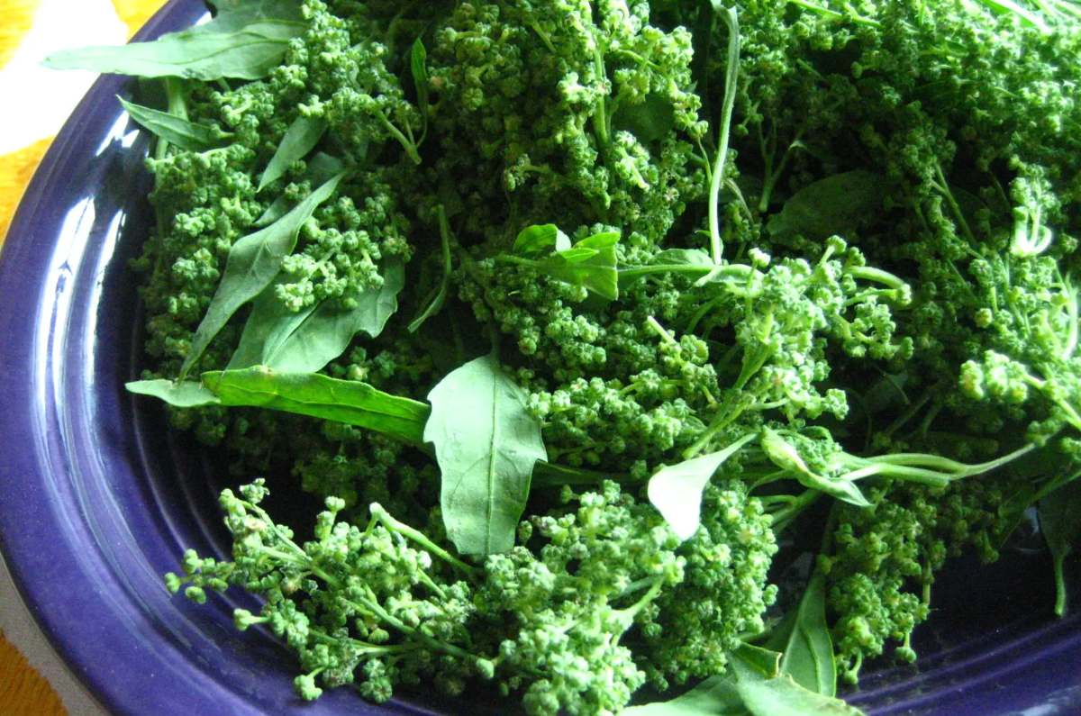 Importantes cantidades de vitamina A