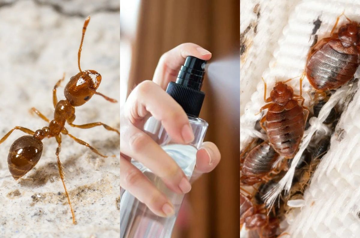 Los mejores trucos para alejar insectos esta temporada de calor