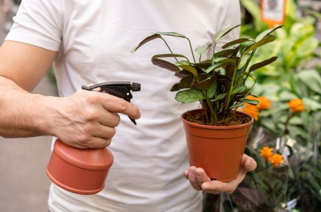 Descubre cómo hacer abono casero con aceite de oliva