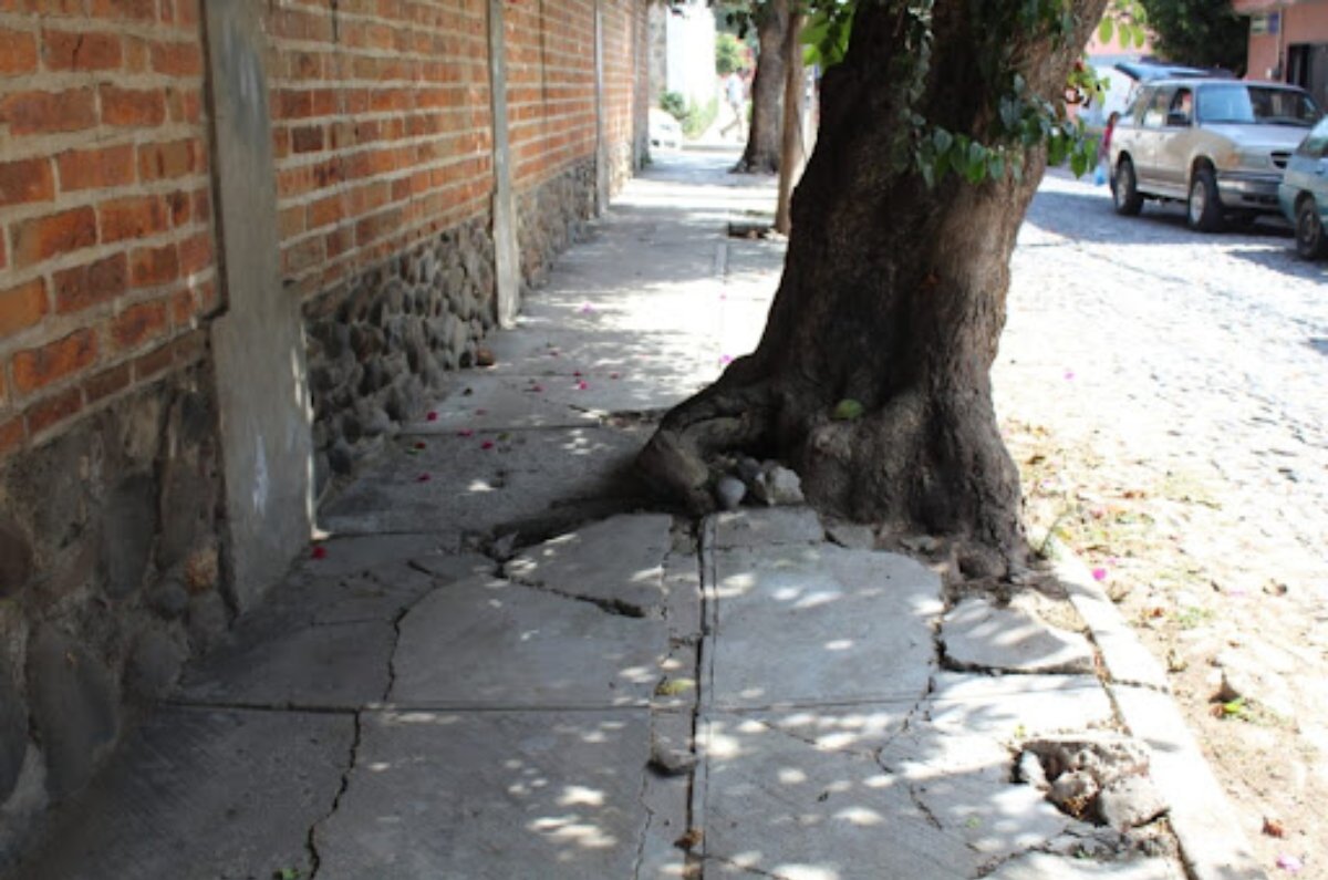 árboles que levantan las banquetas