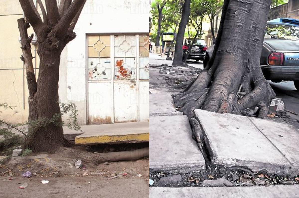 8 árboles que levantan las banquetas y NO debes plantar en la calle de tu casa