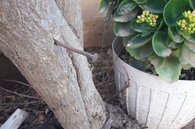 Esto le pasa a tu árbol frutal si le encajas clavos oxidados en el tronco