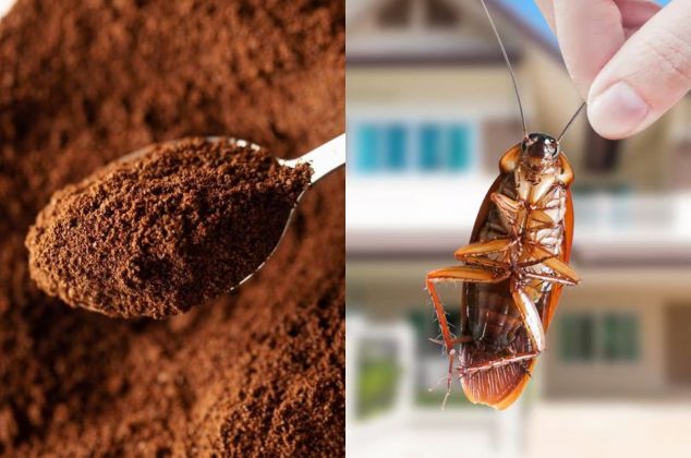 Cómo usar los restos de café como repelente natural para eliminar plagas