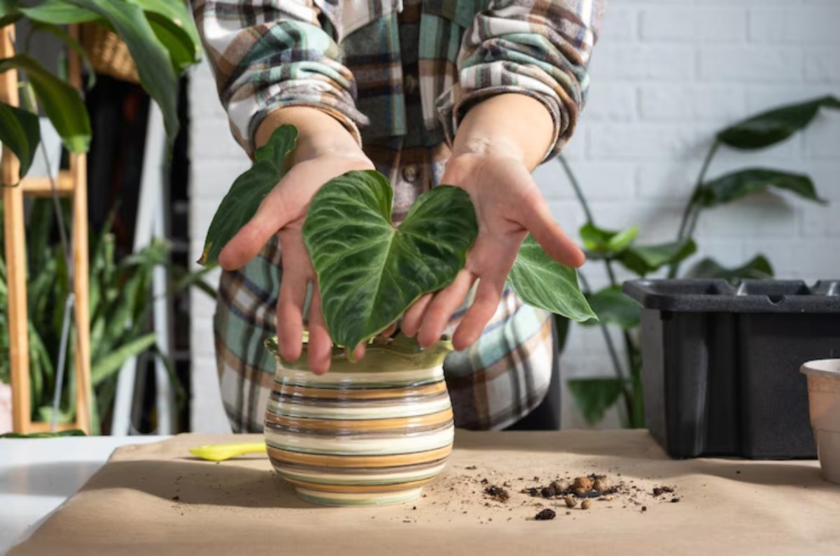 El tamaño perfecto de maceta que necesita tu planta