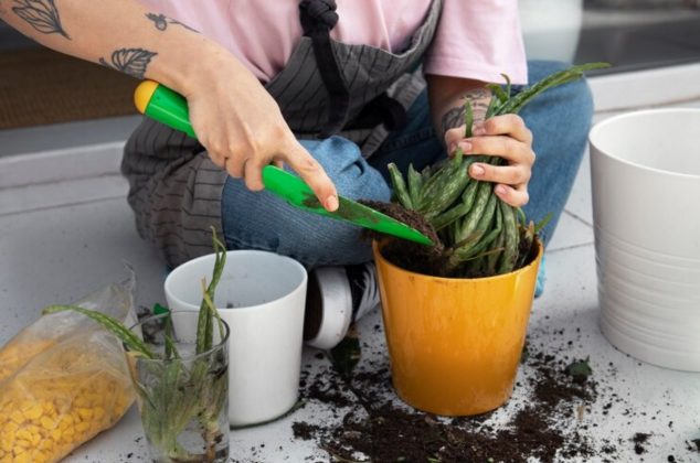 Cuándo se debe cambiar una planta de maceta y cómo trasplantar fácilmente