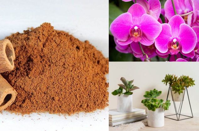 Descubre un truco casero con canela para tus orquídeas y otras plantas