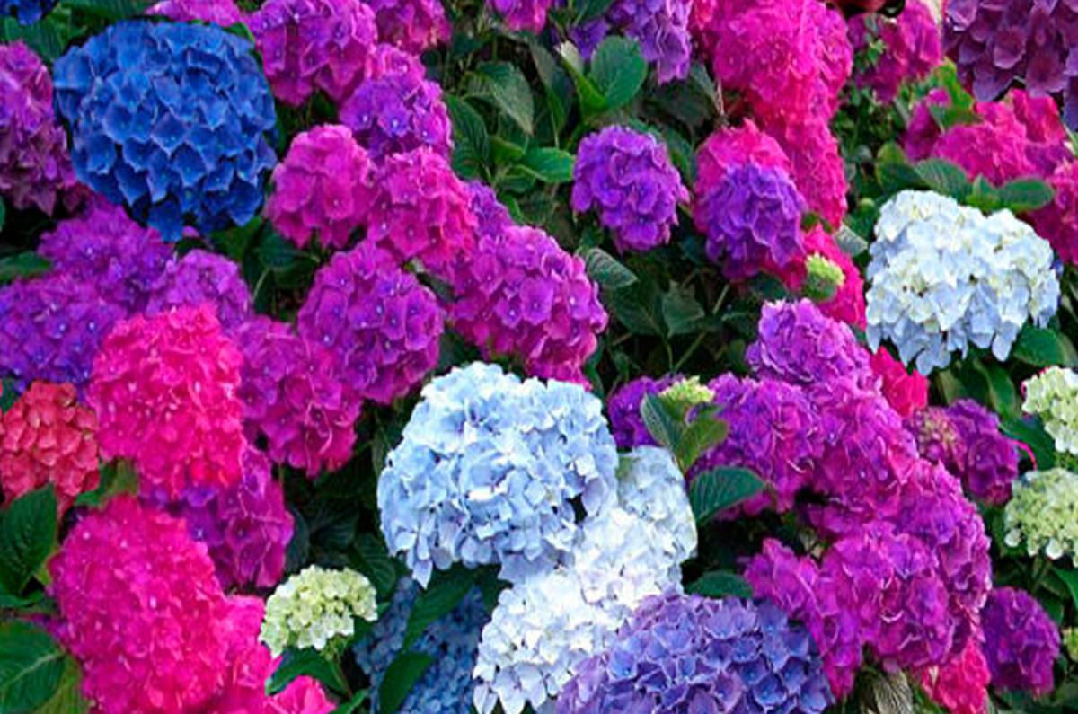 cambiar color de las hortensias