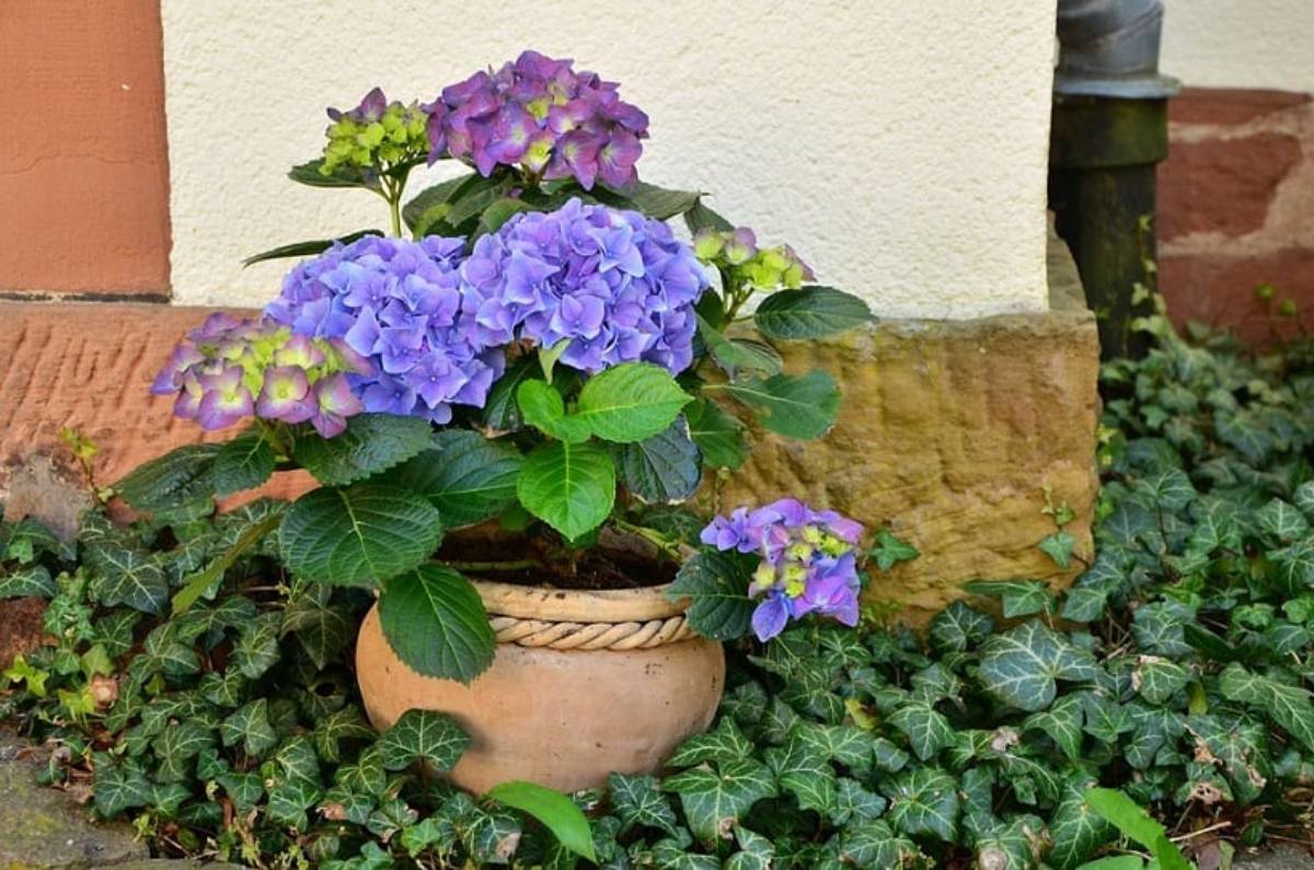 cómo cambiar color de las hortensias