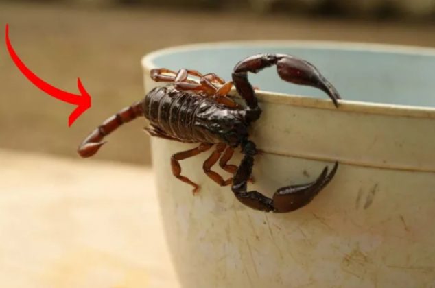 Empieza la temporada de alacranes: ¿Cómo ahuyentarlos con 3 trucos caseros?