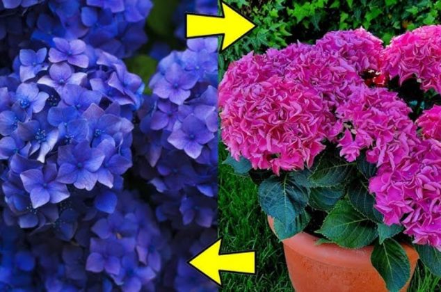 El truco que pocos conocen para cambiar el color de las hortensias